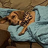 bandana, blanket, brown_dog, canine, comfort, couch, cozy, cute, dog, furniture, home, indoor, leopard_print, nap, pet, relaxed, resting, sleepy, textile, wrapped