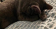 Grayson joined the competition — help win amazing prizes! animal, bed, cat, cozy, cute, domestic_cat, fur, furniture, gray_cat, home, indoor, paw, pet, quiet, relaxing, resting, room, sleeping, soft_lighting, striped_bedspread