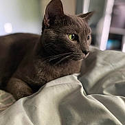 Grayson is registered to the contest to win money with this photo: cat, gray_cat, pet, indoor, bed, blanket, fur, whiskers, closeup, animal, domestic_animal, relaxed, green_eyes, feline, resting, cozy, soft_light, portrait, side_view, home