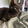 cat, gray_cat, pet, indoor, bed, blanket, fur, whiskers, closeup, animal, domestic_animal, relaxed, green_eyes, feline, resting, cozy, soft_light, portrait, side_view, home