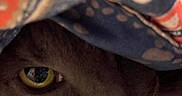 Grayson is registered to the contest to win money with this photo: cat, close_up, eye, yellow_eye, curious, fabric, patterned_fabric, indoor, pet, whiskers, fur, animal, peek, hidden, soft_texture, colorful, cute, face, muzzle, portrait