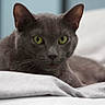 cat, gray_cat, pet, animal, feline, yellow_eyes, close_up, indoor, blanket, resting, fur, whiskers, cute, soft_texture, bed, relaxed, curious, portrait, domestic_cat, animal_face