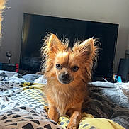 Lucky a rejoint le concours — aidez-le/la à gagner de superbes lots ! dog, small_dog, chihuahua, bed, blanket, patterned_blanket, indoor, living_room, television, family_photos, furniture, pet, cute, fur, ears, animal, home, cozy, looking, curious