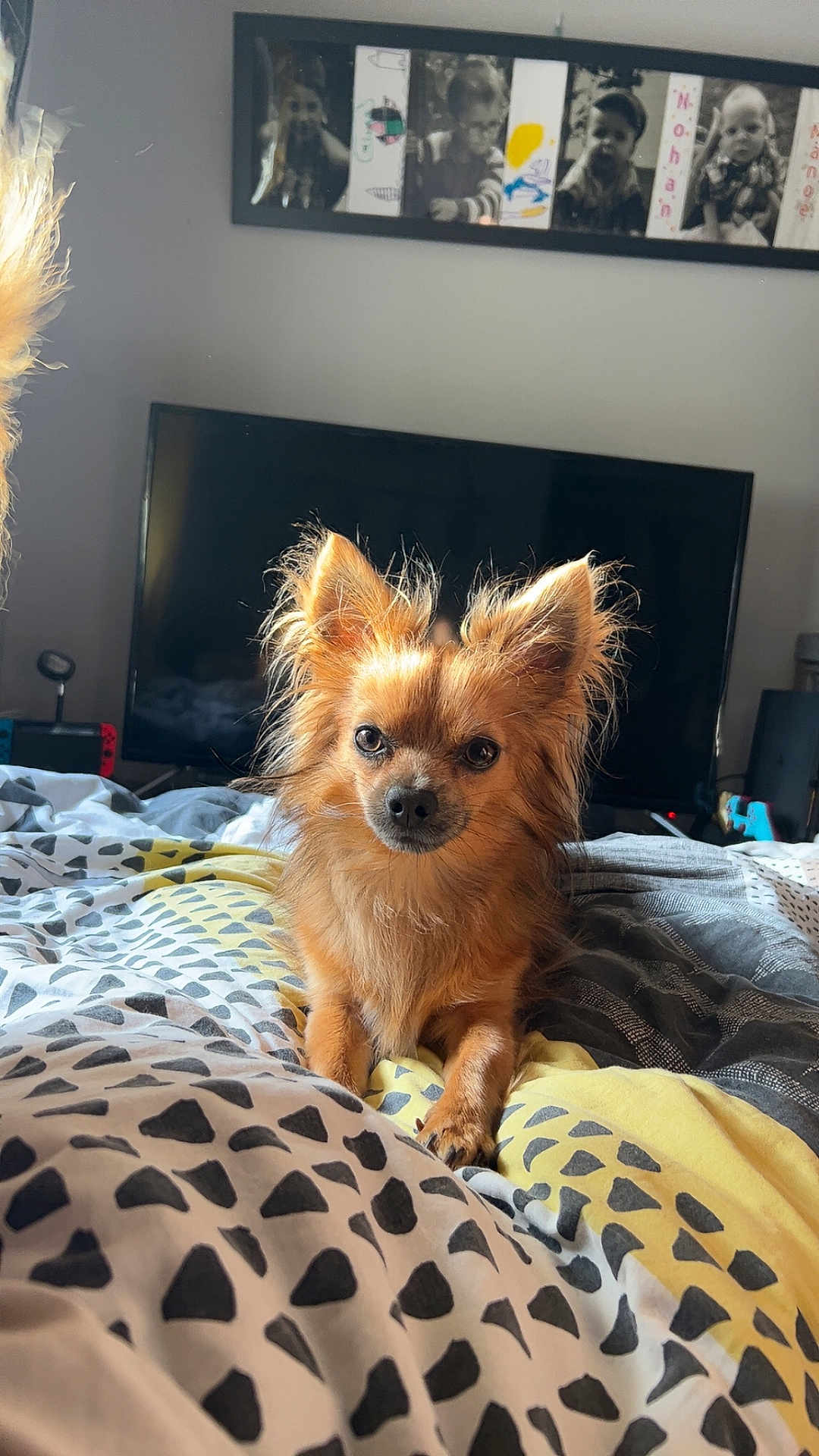 Lucky a rejoint le concours — aidez-le/la à gagner de superbes lots ! dog, small_dog, chihuahua, bed, blanket, patterned_blanket, indoor, living_room, television, family_photos, furniture, pet, cute, fur, ears, animal, home, cozy, looking, curious