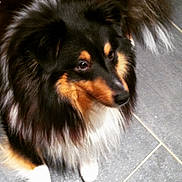 Fladja a rejoint le concours — aidez-le/la à gagner de superbes lots ! adorable, canine, close_up, dog, ear, eyes, fluffy, fur_pattern, grey_floor, indoor, long_fur, muzzle, nose, paw, pet, portrait, sitting, tile_floor, tricolor_dog, whiskers