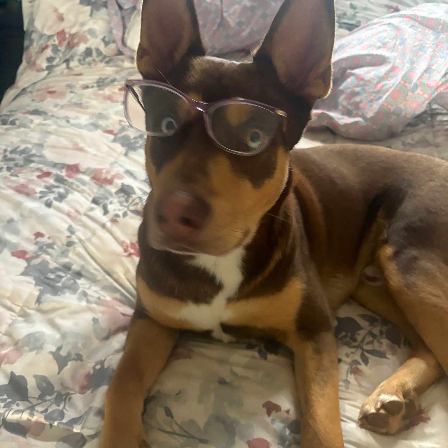 Shelvi is registered to the contest to win money with this photo: dog, pet, glasses, bed, bedspread, floral_pattern, ears, brown_fur, indoor, resting, animal, muzzle, paws, cozy, cute, portrait, household, sleepy, companion, funny