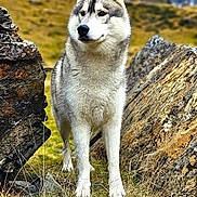Snow participe au concours pour gagner de l'argent avec cette photo : animal, arcticfox, canine, cliff, coyote, dog, eskimodog, fox, grass, husky, kitfox, nature, outdoors, pet, puppy, redwolf, rock, soil, whitedog, wolf