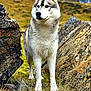 animal, arcticfox, canine, cliff, coyote, dog, eskimodog, fox, grass, husky, kitfox, nature, outdoors, pet, puppy, redwolf, rock, soil, whitedog, wolf