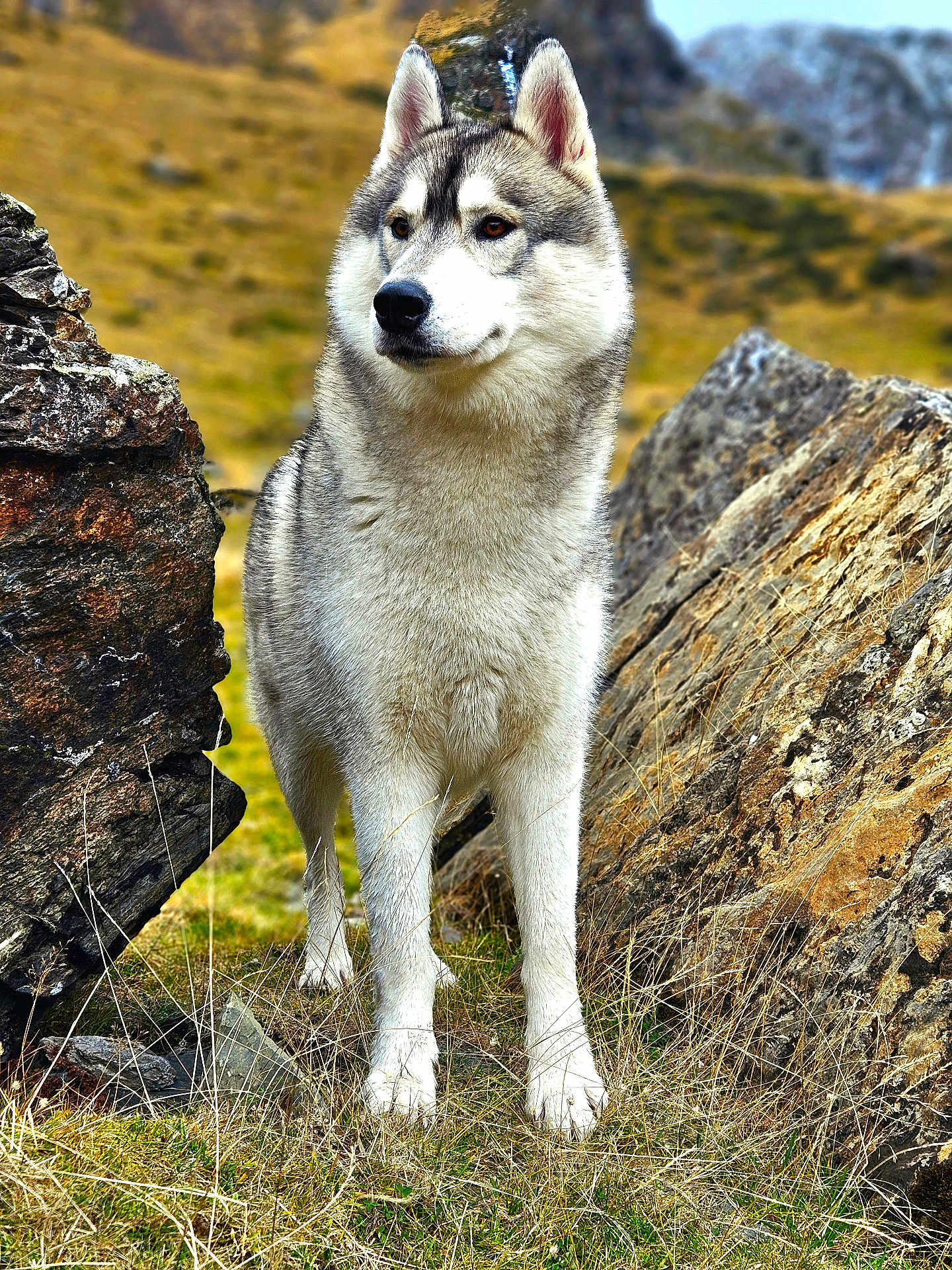 Snow participe au concours pour gagner de l'argent avec cette photo : animal, arcticfox, canine, cliff, coyote, dog, eskimodog, fox, grass, husky, kitfox, nature, outdoors, pet, puppy, redwolf, rock, soil, whitedog, wolf