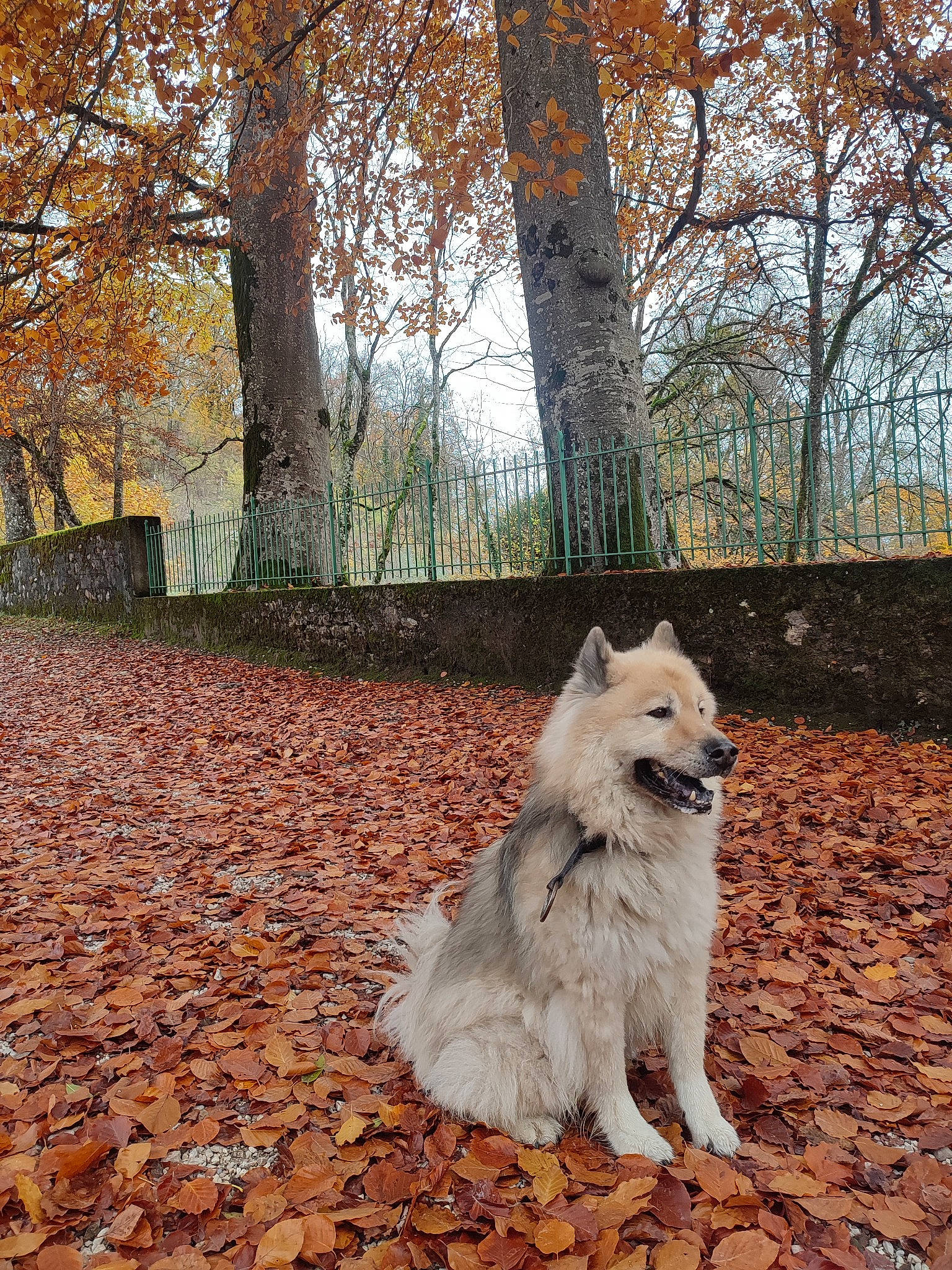 Hunter participe au concours pour gagner de l'argent avec cette photo : canidae, carnivore, companion_dog, deciduous, dog, dog_breed, fur, german_spitz, grass, plant, sky, spitz, sporting_group, tail, tints_and_shades, tree, trunk, twig, winter, wood