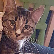 Bébé Chat a rejoint le concours — aidez-le/la à gagner de superbes lots ! aegean_cat, bengal, california_spangled, cat, cat_like_mammal, domestic_short_haired_cat, dragon_li, european_shorthair, kitten, small_to_medium_sized_cats, snout, tabby_cat, toyger, whiskers