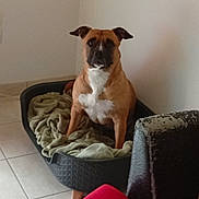 Kiara a rejoint le concours — aidez-le/la à gagner de superbes lots ! dog, pet, dog_bed, blanket, indoor, floor, tile_floor, furniture, red_cushion, brown_dog, white_patch, seated, corner, wall, house, domestic, cozy, resting, companion, animal