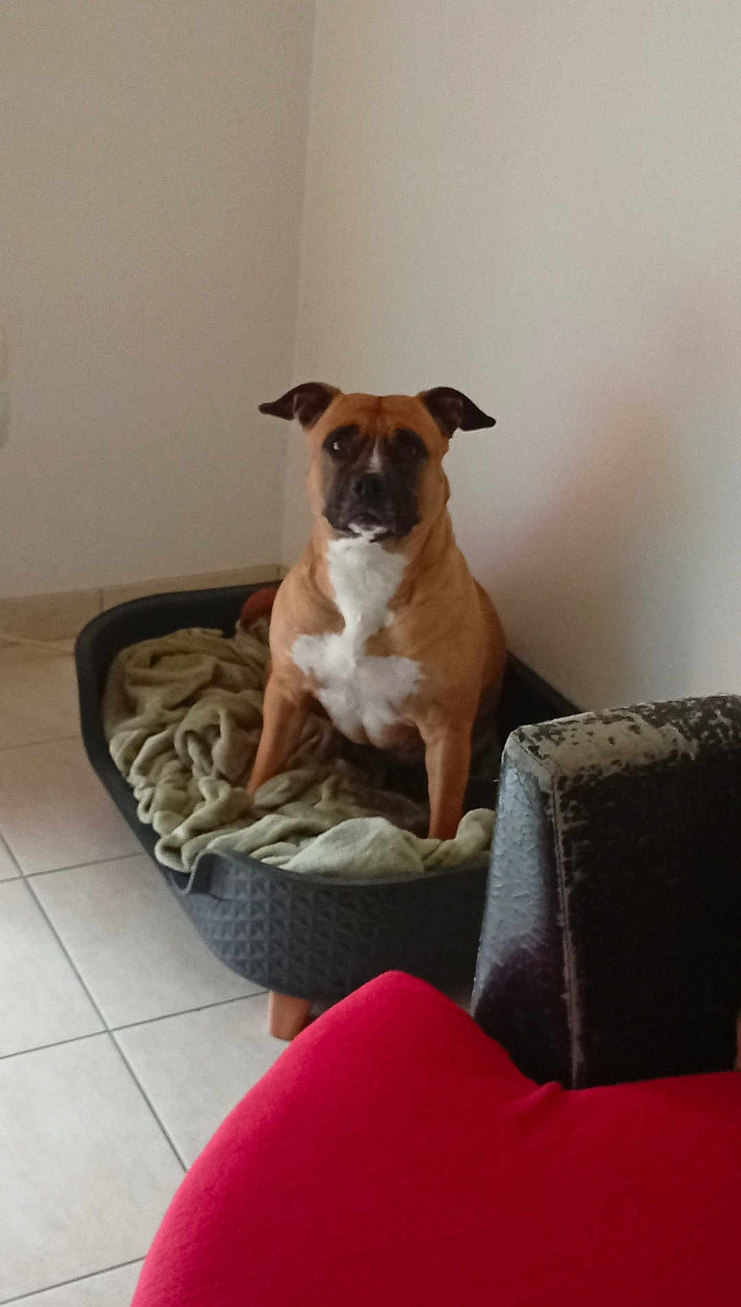 Kiara a rejoint le concours — aidez-le/la à gagner de superbes lots ! dog, pet, dog_bed, blanket, indoor, floor, tile_floor, furniture, red_cushion, brown_dog, white_patch, seated, corner, wall, house, domestic, cozy, resting, companion, animal
