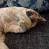 Misty joined the competition — help win amazing prizes! blanket, cat, close_up, couch, cozy, cute, domestic_animal, fur, furry, ginger_cat, indoors, lying_down, nap, paws, pet, relaxed, sleeping, textured_fabric, upside_down, whiskers