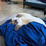 Misty is registered to the contest to win money with this photo: animal, belly_up, blanket, blue_blanket, cat, cozy, floor, fluffy, gray_cat, indoors, living_room, lying_down, nap, pet, relaxed, sleeping, slippers, sofa, tile_floor, white_cat