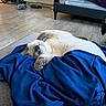 animal, belly_up, blanket, blue_blanket, cat, cozy, floor, fluffy, gray_cat, indoors, living_room, lying_down, nap, pet, relaxed, sleeping, slippers, sofa, tile_floor, white_cat