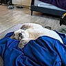 Misty joined the competition — help win amazing prizes! animal, blanket, blue_blanket, cat, cozy, floor, food_bowl, fur, gray_cat, home, indoor, living_room, paws, pet, relaxed, resting, sleeping, sofa, toy, white_cat