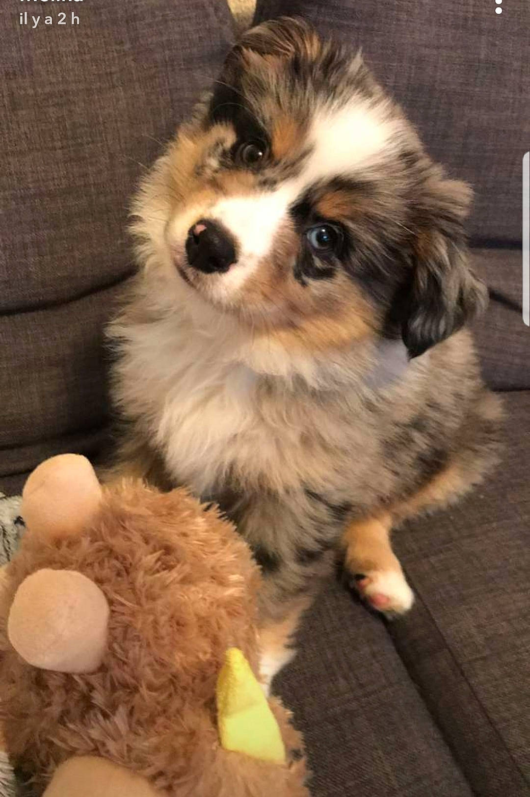 Reever a rejoint le concours — aidez-le/la à gagner de superbes lots ! ancient_dog_breeds, australian_shepherd, canidae, carnivore, cavachon, companion_dog, dog, dog_breed, mammal, miniature_australian_shepherd, puppy, rare_breed_dog, shih_tzu, vertebrate