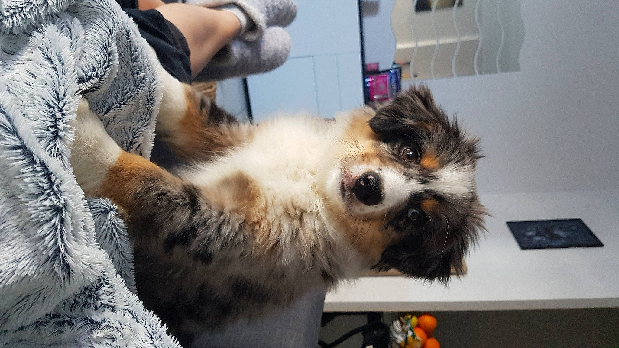 Reever participe au concours pour gagner de l'argent avec cette photo : australian_shepherd, canidae, carnivore, companion_dog, dog, dog_breed, ear, fur, puppy, sporting_group