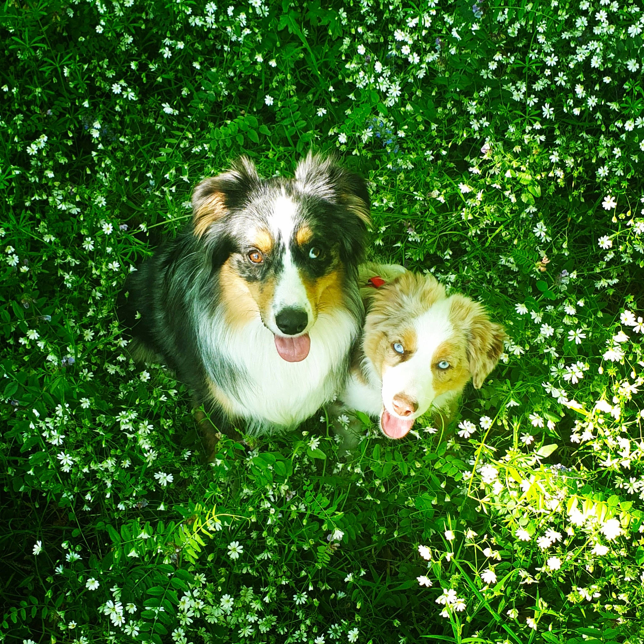 Stark a rejoint le concours — aidez-le/la à gagner de superbes lots ! art, canidae, carnivore, collie, companion_dog, dog, dog_breed, grass, grassland, green, groundcover, happy, herding_dog, lawn, natural_landscape, people_in_nature, plant, shrub, sporting_group, working_dog