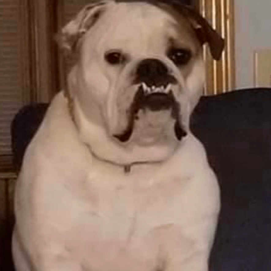 Penelope is registered to the contest to win money with this photo: animal, bostonbull, boxer, bulldog, canine, dog, face, frenchbulldog, head, person, pet, pitbull, pug, puppy, snout