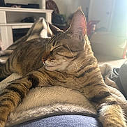 Thelma is registered to the contest to win money with this photo: blanket, cat, closeup, comfort, cozy, domestic_animal, ears, fur, furniture, home, indoor, living_room, pet, relaxed, resting, sleeping, soft, sunlight, tabby_cat, whiskers