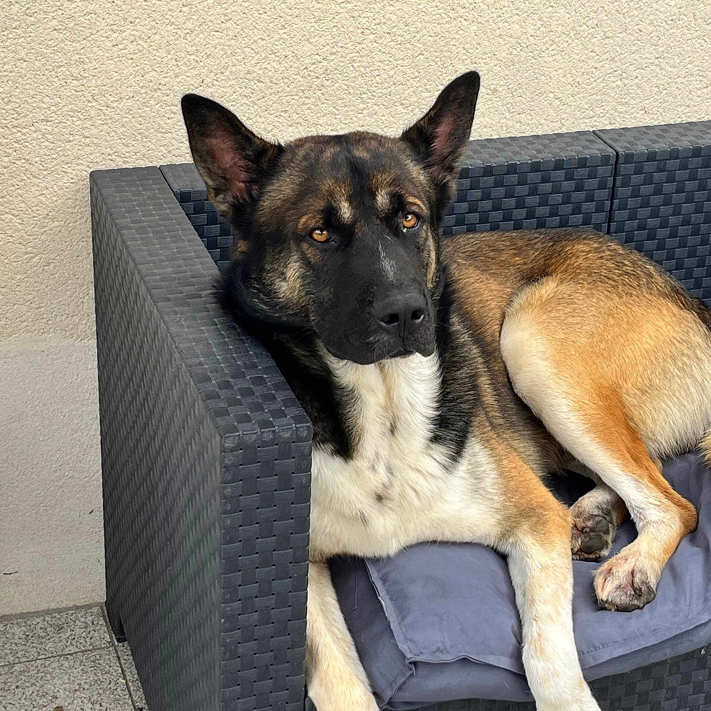Shelby participe au concours pour gagner de l'argent avec cette photo : animal, canine, chair, couch, cushion, dog, dogbed, furniture, germanshepherd, homedecor, hound, husky, person, pet, policedog, puppy, sleeping, snout