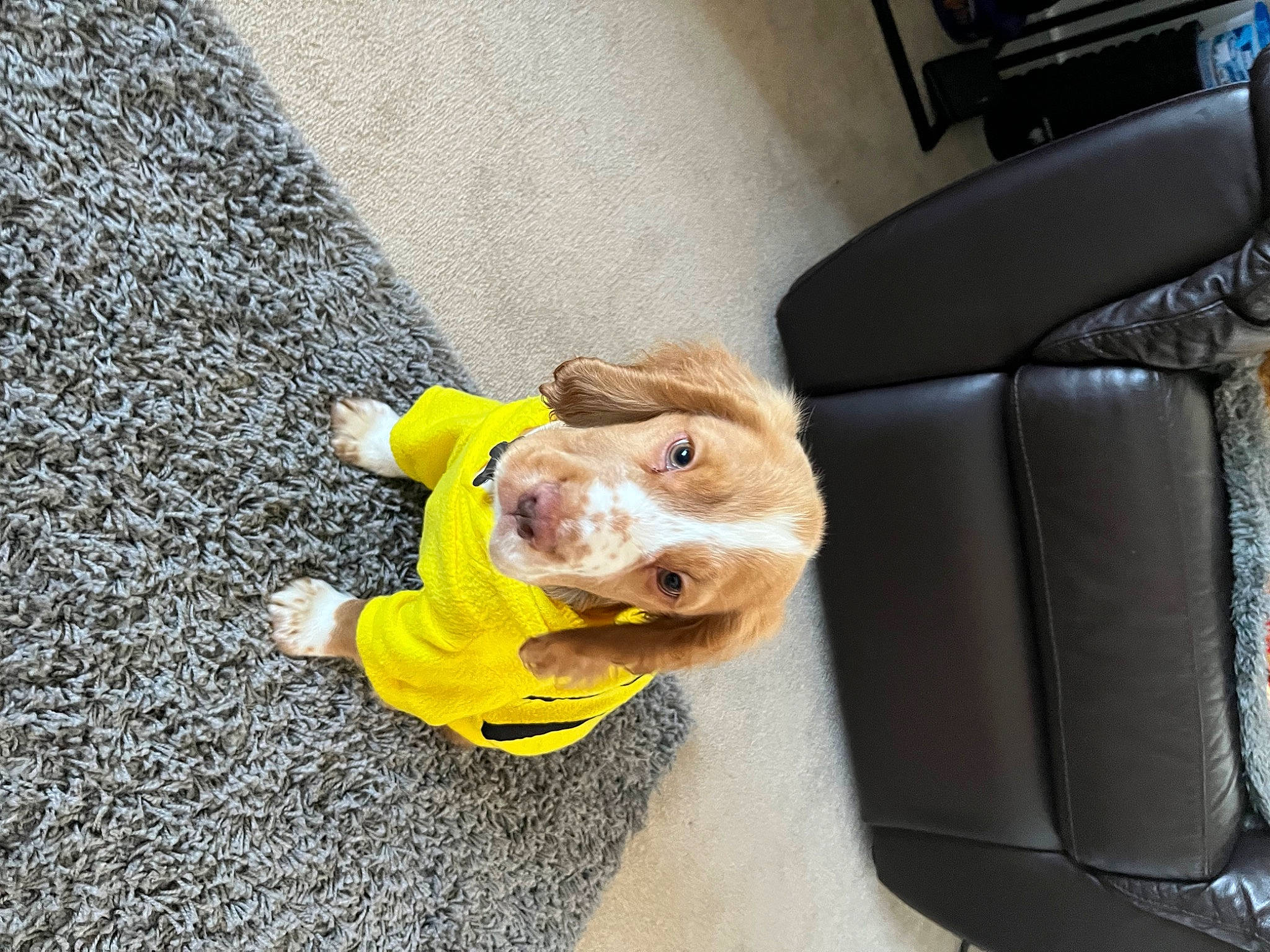 Leo joined the competition — help win amazing prizes! asphalt, canidae, car_seat, carnivore, collar, comfort, companion_dog, dog, dog_breed, family_car, fawn, flooring, fur, road_surface, sidewalk, snout, sporting_group, vehicle_door, whiskers, working_animal