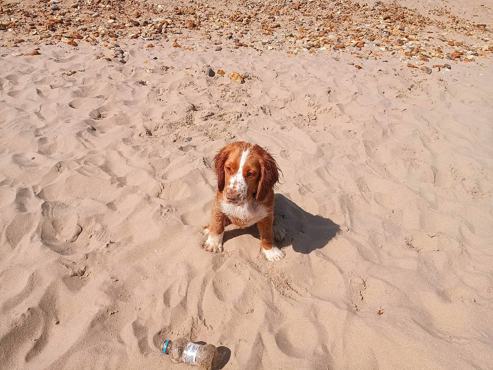 Leo joined the competition — help win amazing prizes! beach, brown, canidae, carnivore, companion_dog, dog, dog_breed, fawn, fun, hunting_dog, landscape, liver, ocean, sand, sea, shadow, singing_sand, soil, sporting_group