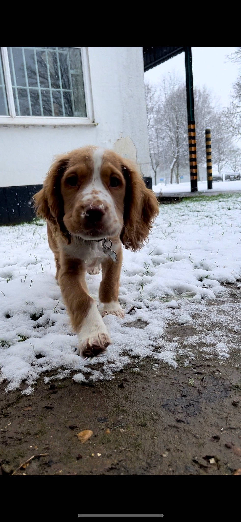 Leo joined the competition — help win amazing prizes! canidae, carnivore, companion_dog, dog, dog_breed, freezing, fur, hunting_dog, liver, precipitation, snout, snow, sporting_group, tree, whiskers, window, winter