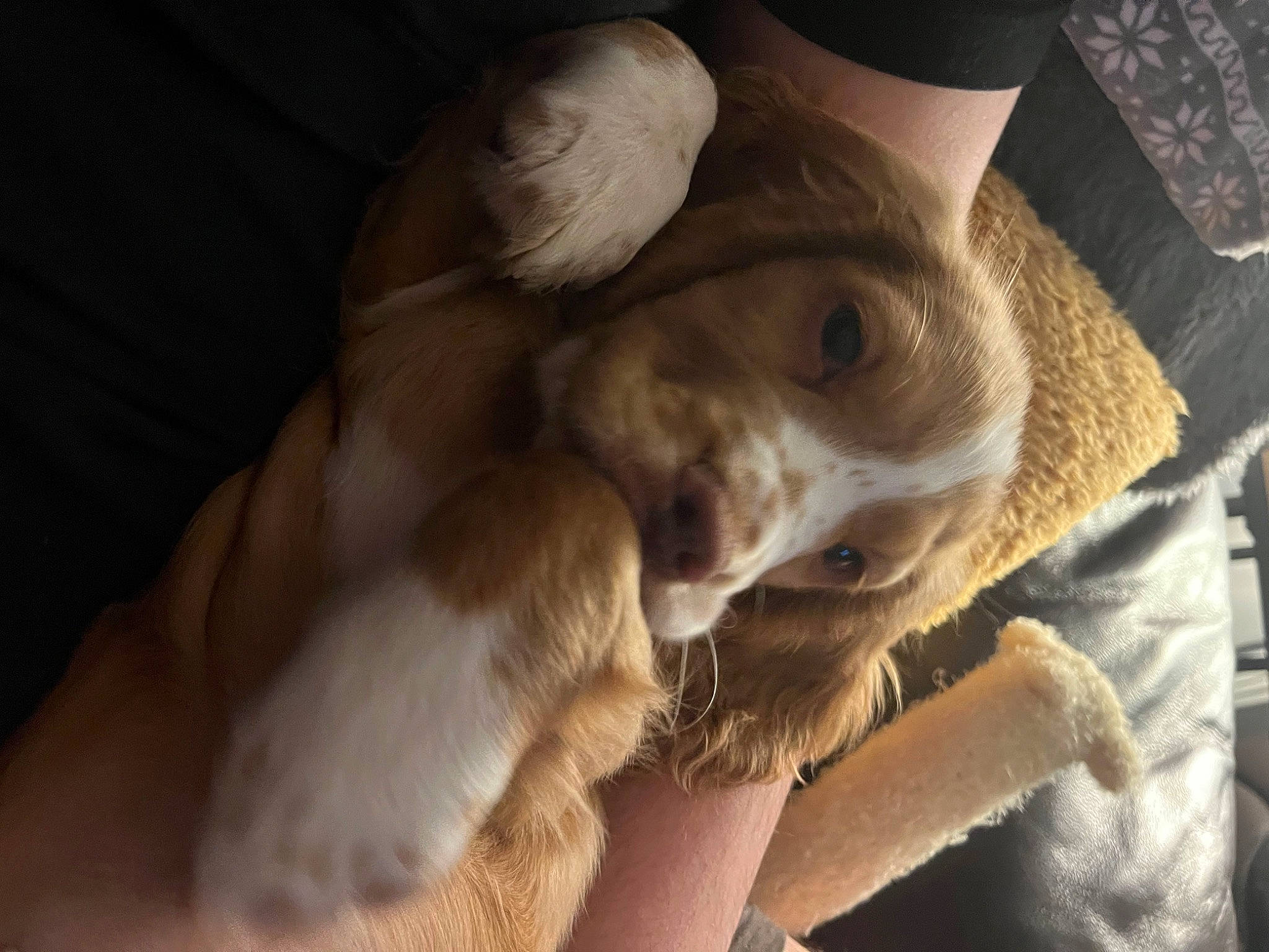 Leo is registered to the contest to win money with this photo: carnivore, comfort, companion_dog, dog, dog_breed, ear, fawn, felidae, fur, gesture, human_leg, jaw, linens, paw, small_to_medium_sized_cats, snout, sporting_group, tail, whiskers, wrinkle