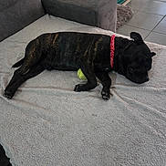 Urus a rejoint le concours — aidez-le/la à gagner de superbes lots ! alarm_clock, black_dog, blanket, brindle_dog, couch, cozy, dog, fluffy_blanket, home, indoor, living_room, lying_down, nap, pet, red_collar, relaxed, resting, sleeping, tennis_ball, tile_floor