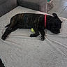 alarm_clock, black_dog, blanket, brindle_dog, couch, cozy, dog, fluffy_blanket, home, indoor, living_room, lying_down, nap, pet, red_collar, relaxed, resting, sleeping, tennis_ball, tile_floor