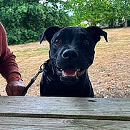 Urus a rejoint le concours — aidez-le/la à gagner de superbes lots ! animal, black_dog, canine, companion, daylight, dog, friendly, grass, hand, happy, leash, nature, outdoor, park, person, pet, playful, smiling, trees, wooden_table