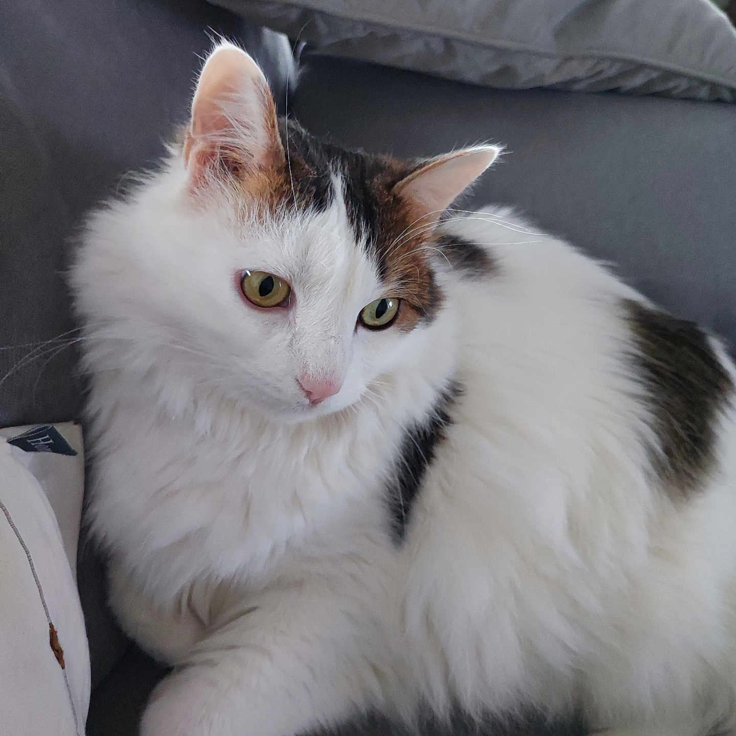 Napoléon a rejoint le concours — aidez-le/la à gagner de superbes lots ! abyssinian, accessories, angora, animal, armchair, cat, chair, couch, cushion, furniture, homedecor, jewelry, kitten, manx, necklace, pet, siamese, white