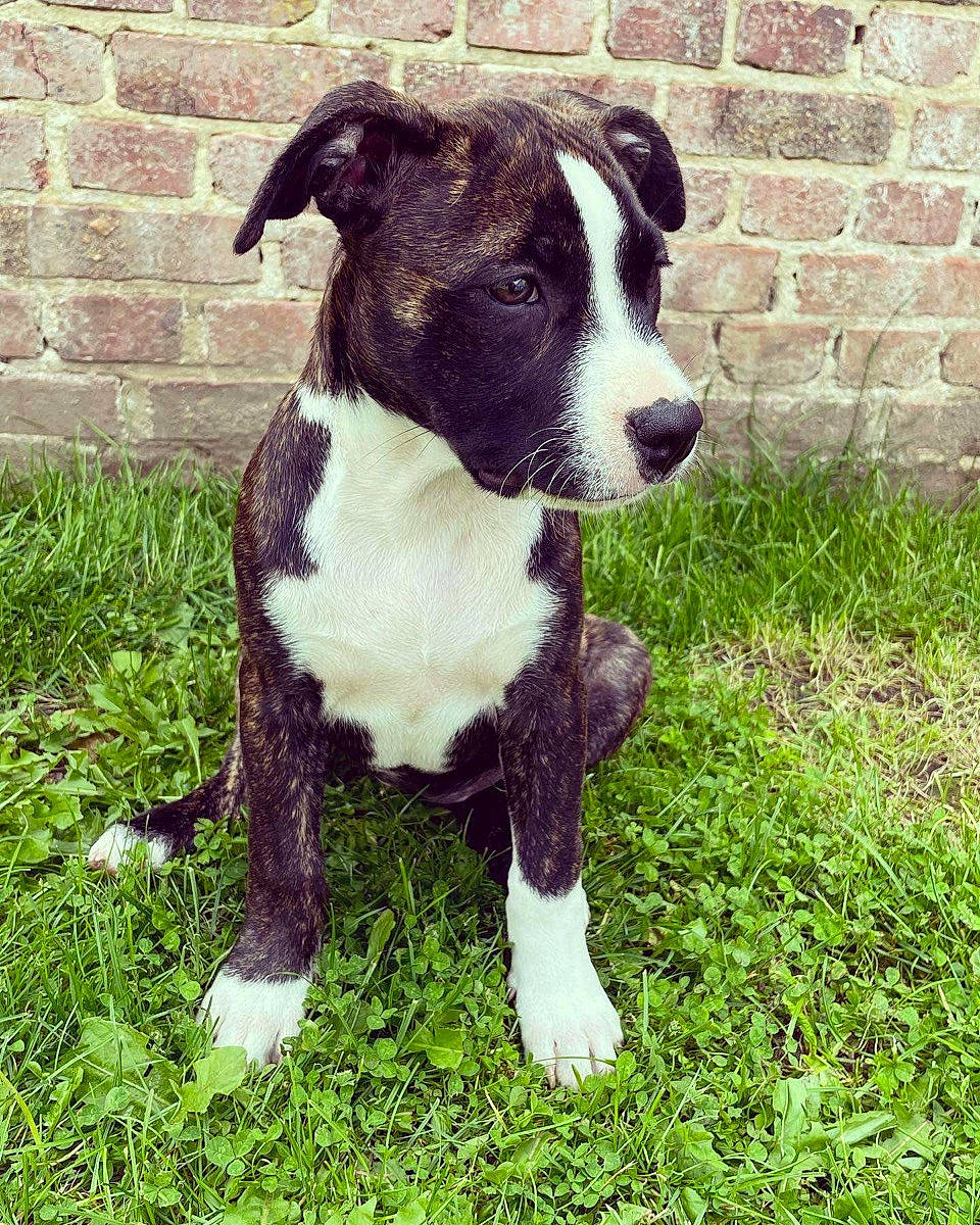 Siska a rejoint le concours — aidez-le/la à gagner de superbes lots ! art, borador, brick, brickwork, carnivore, collar, companion_dog, dog, dog_breed, dog_collar, fawn, fur, grass, metal, plant, sporting_group, tail, whiskers, working_animal, working_dog