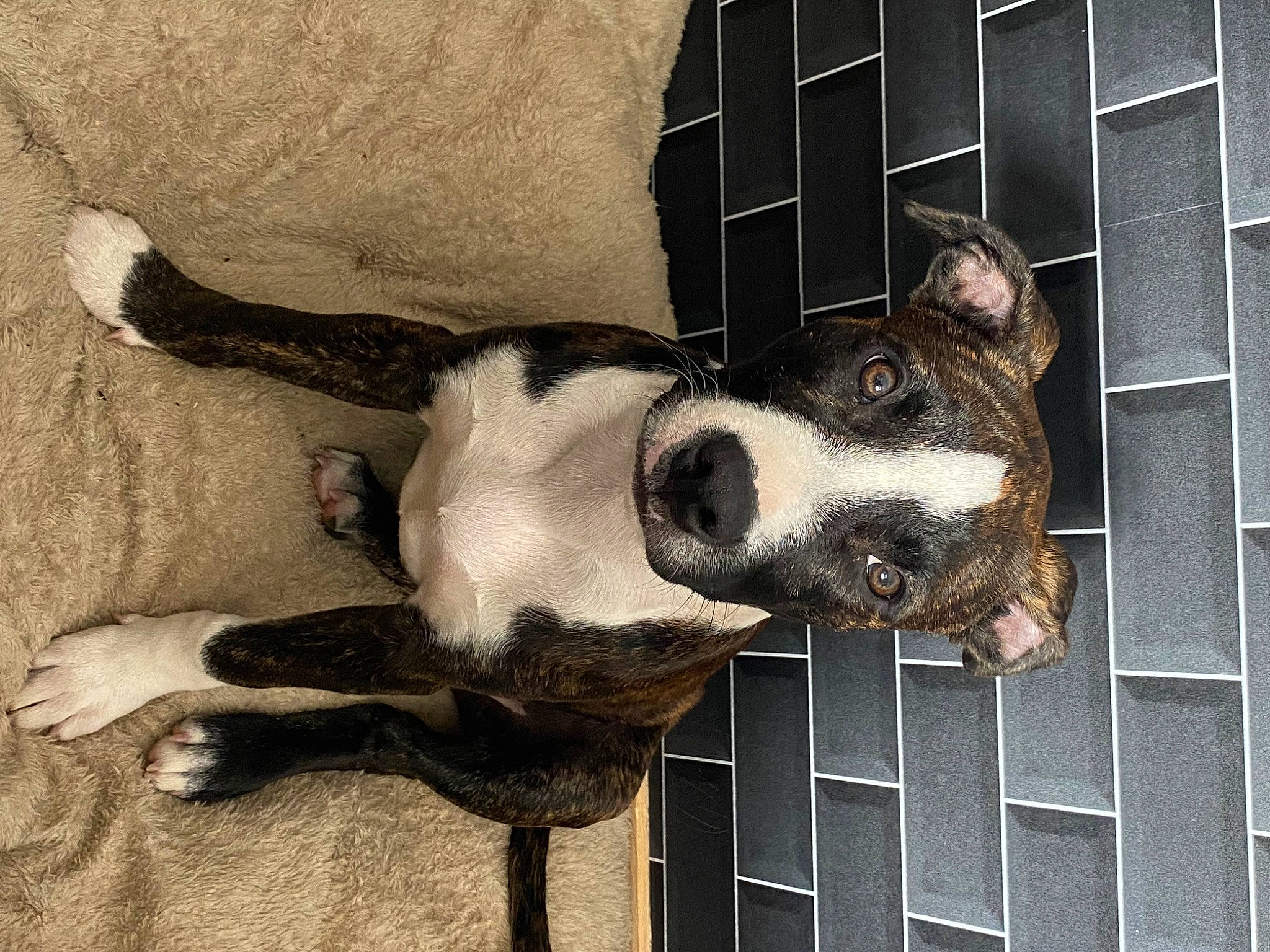 Siska a rejoint le concours — aidez-le/la à gagner de superbes lots ! animal_shelter, canidae, carnivore, collar, companion_dog, dog, dog_breed, dog_supply, fawn, fur, grey, non_sporting_group, paw, pet_supply, snout, sporting_group, terrestrial_animal, whiskers, window, working_animal