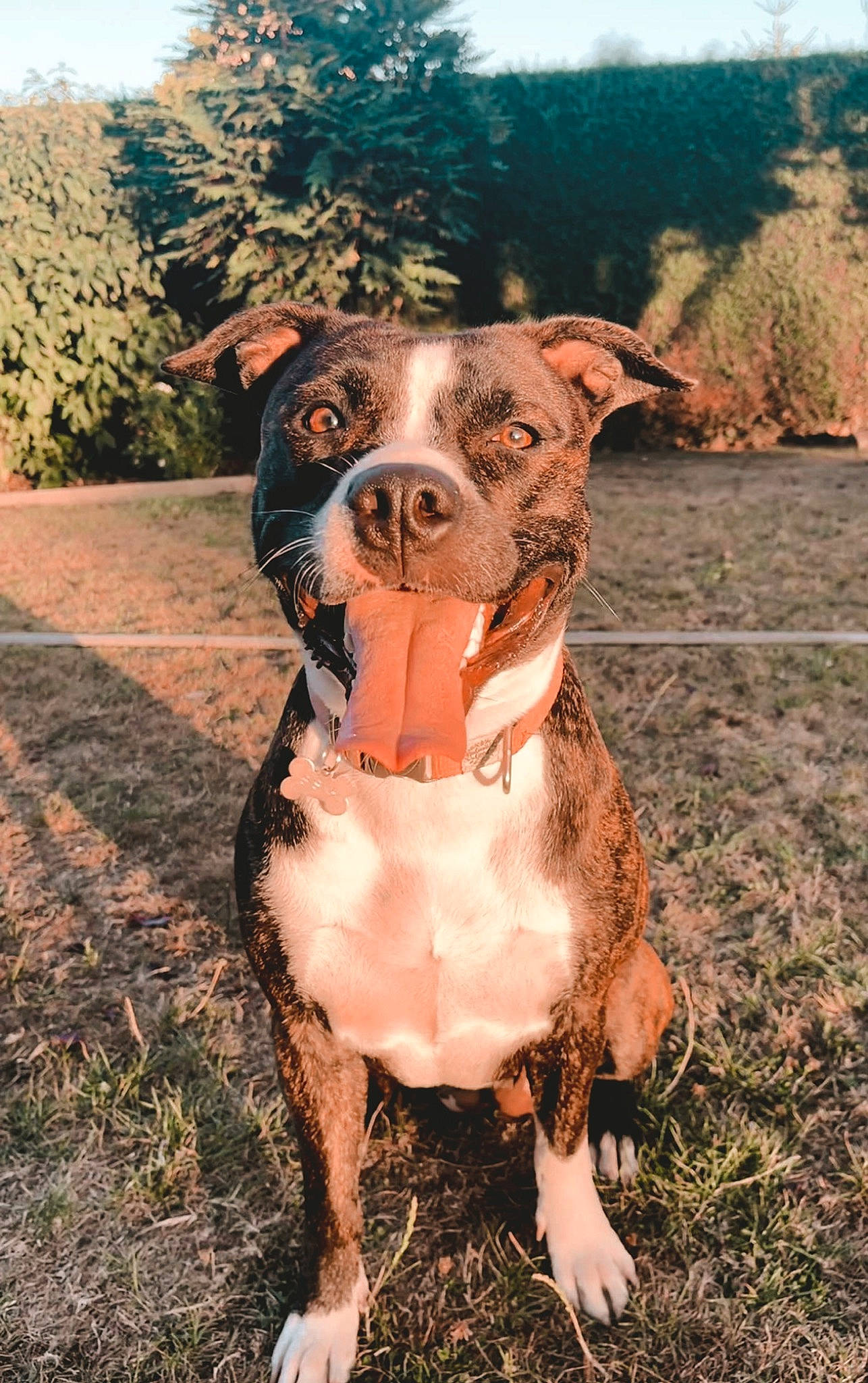 Siska a rejoint le concours — aidez-le/la à gagner de superbes lots ! art, carnivore, collar, companion_dog, dog, dog_breed, dog_clothes, dog_collar, fawn, fur, grass, hat, landscape, plant, sky, snout, sporting_group, tree, whiskers, working_animal