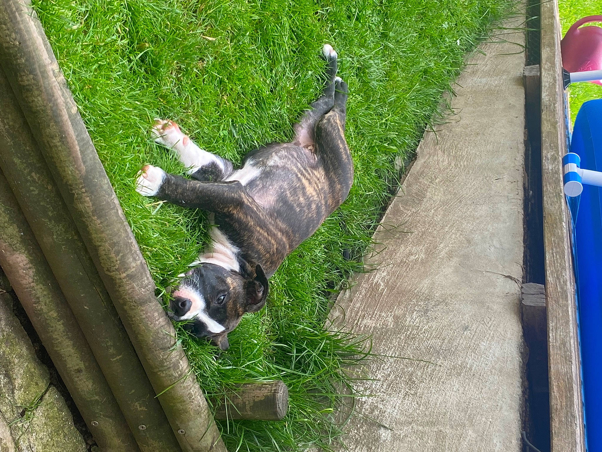 Siska participe au concours pour gagner de l'argent avec cette photo : bovine, canidae, carnivore, companion_dog, dog_breed, felidae, fur, grass, grass_family, leisure, plant, road_surface, sidewalk, small_to_medium_sized_cats, snout, sporting_group, tail, terrestrial_animal, tree, working_animal