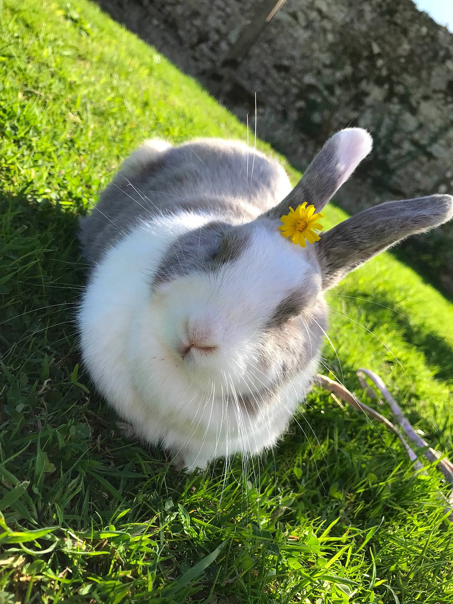 Bibiche a rejoint le concours — aidez-le/la à gagner de superbes lots ! domestic_rabbit, grass, plant, rabbit, rabbits_and_hares, snout, whiskers