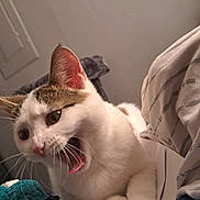 Loona is registered to the contest to win money with this photo: bedding, bedroom, blanket, cat, close_up, cute, ear, feline, fur, indoor, mouth_open, paws, pet, sleepy, tabby_markings, tongue, towel, whiskers, white_cat, yawning