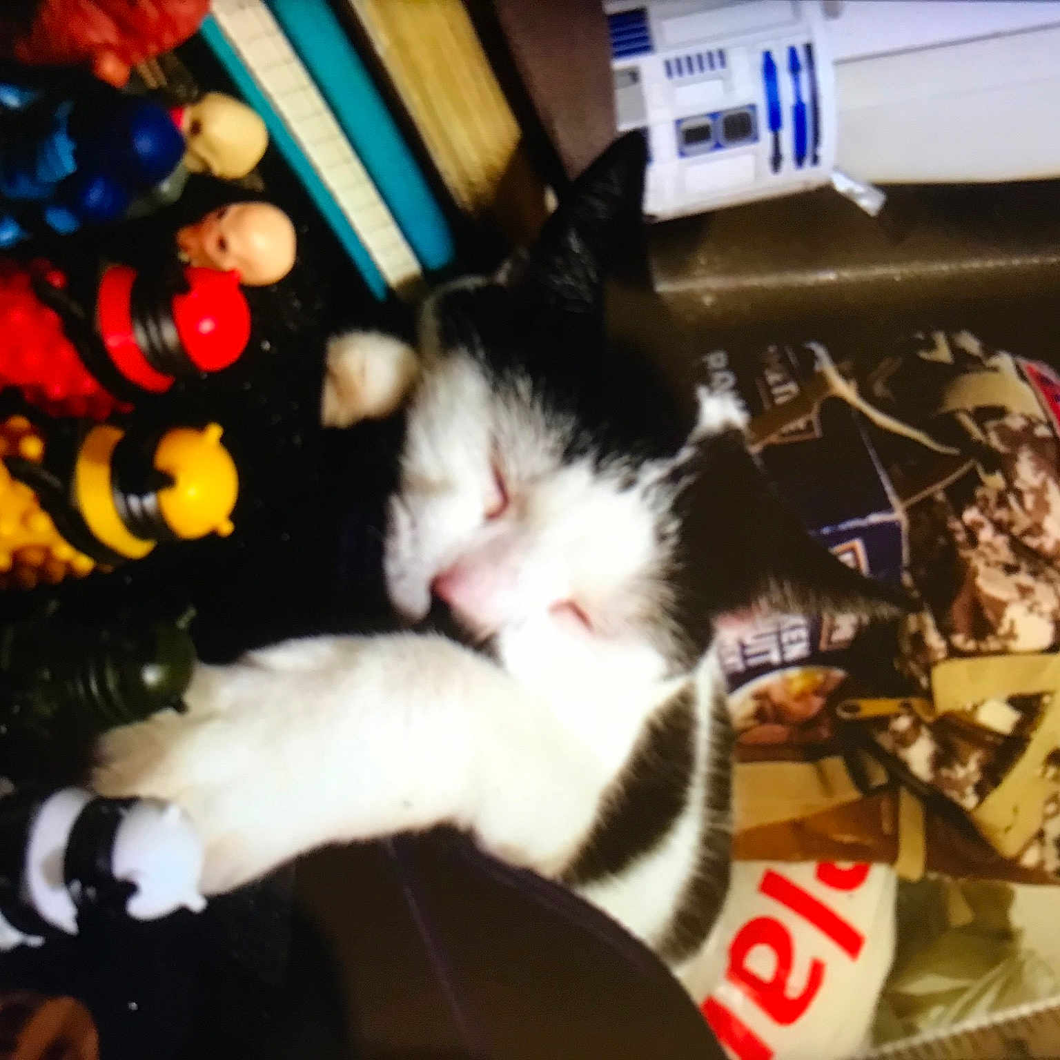 Otto joined the competition — help win amazing prizes! box, carmine, carnivore, cat, domestic_short_haired_cat, event, felidae, fur, holiday, lap, paw, room, small_to_medium_sized_cats, tail, whiskers