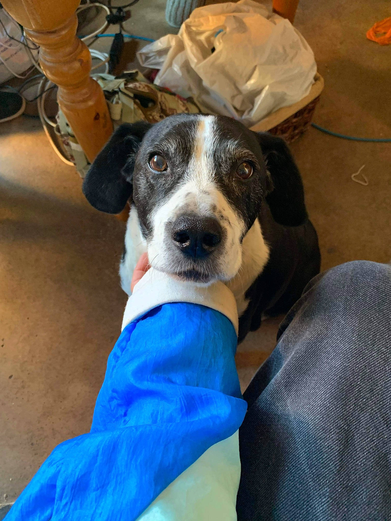 Bono is registered to the contest to win money with this photo: carnivore, chair, collar, companion_dog, dog, dog_breed, dog_collar, dog_supply, electric_blue, fawn, fur, guard_dog, personal_protective_equipment, puppy, puppy_love, snout, sporting_group, whiskers, working_animal, working_dog