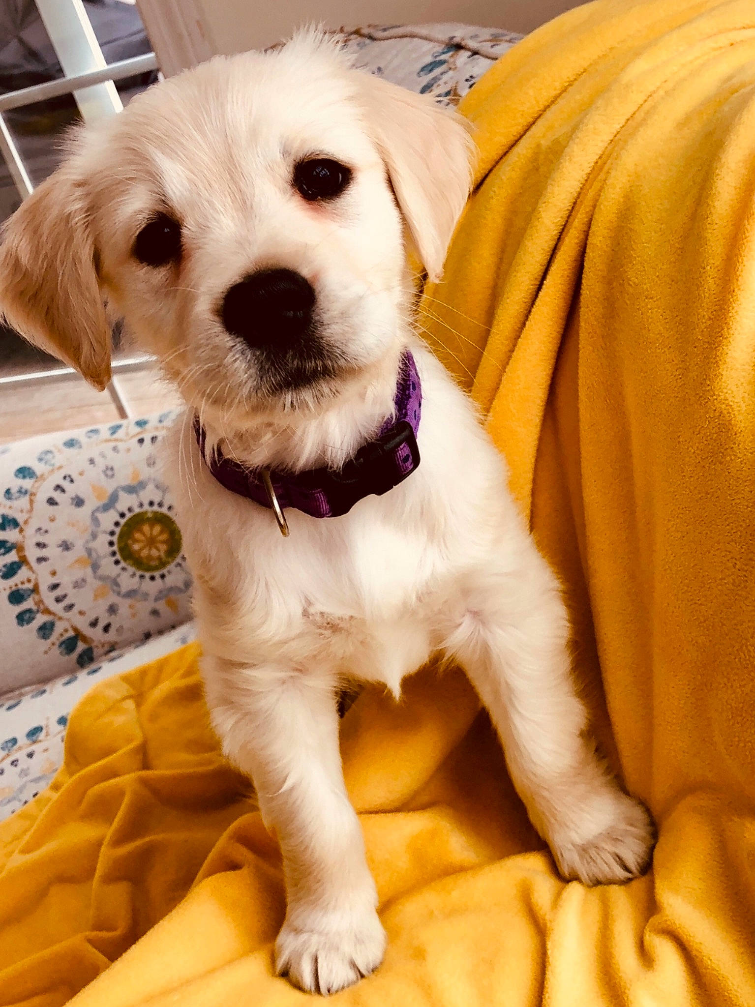 Gem joined the competition — help win amazing prizes! beagador, canidae, carnivore, companion_dog, dog, dog_breed, fawn, labrador_retriever, mammal, puppy, puppy_love, rare_breed_dog, retriever, schnoodle, snout, sporting_group, vertebrate