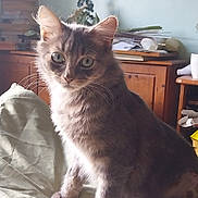 Storm joined the competition — help win amazing prizes! cat, tabby, gray_cat, green_eyes, indoor, bed, blanket, furniture, wooden_cabinet, papers, cozy, pet, whiskers, curious, sitting, domestic_animal, household, cute, feline, soft_fur