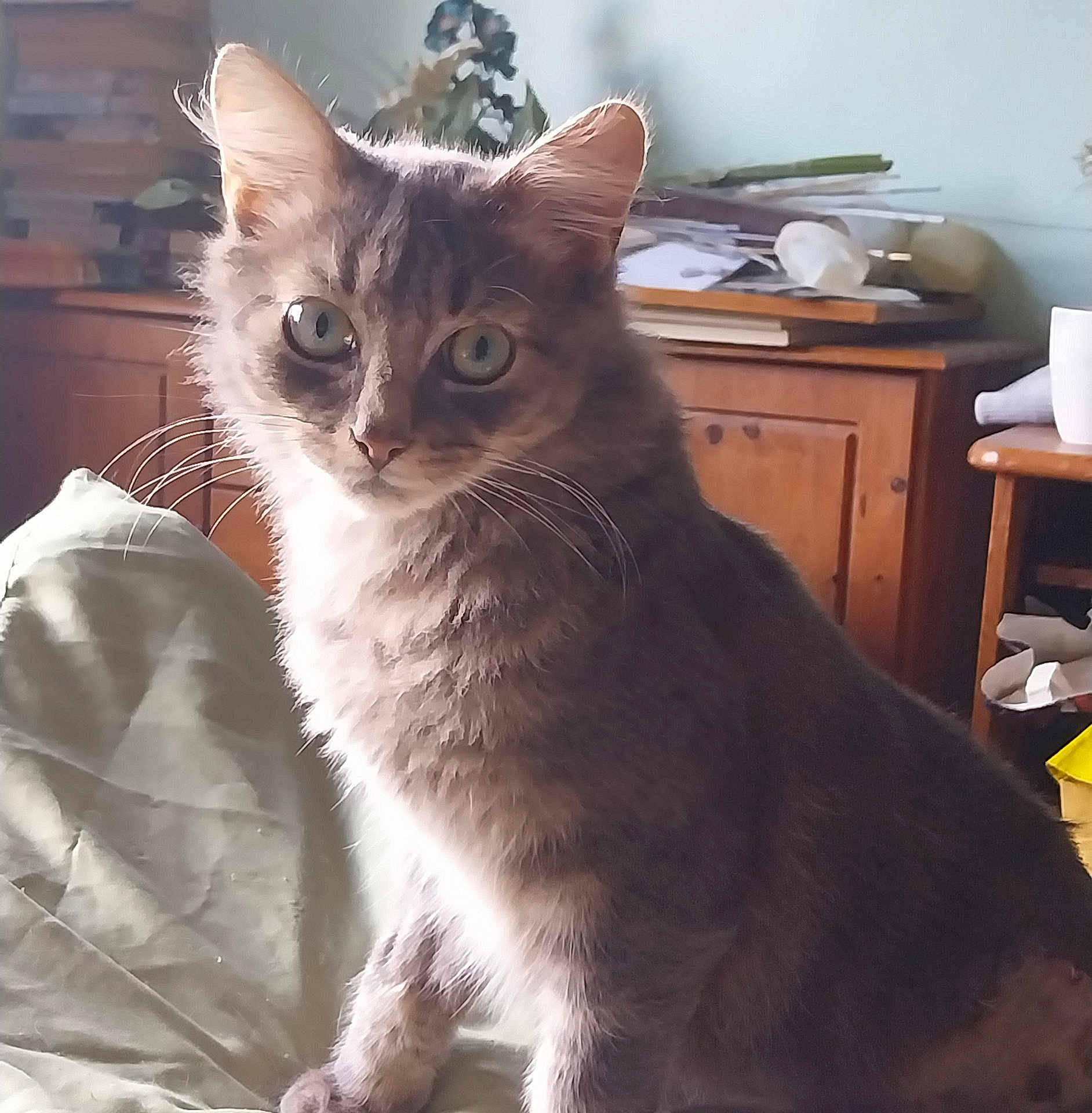 Storm joined the competition — help win amazing prizes! cat, tabby, gray_cat, green_eyes, indoor, bed, blanket, furniture, wooden_cabinet, papers, cozy, pet, whiskers, curious, sitting, domestic_animal, household, cute, feline, soft_fur