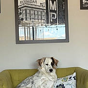 Angel joined the competition — help win amazing prizes! animal, blanket, couch, dog, floral_pillow, framed_photo, furniture, home_interior, hotel_floridan, indoor, lamp_sign, living_room, pet, pillow, relaxed, seated, spotted_dog, vintage_sign, wall_art, white_dog