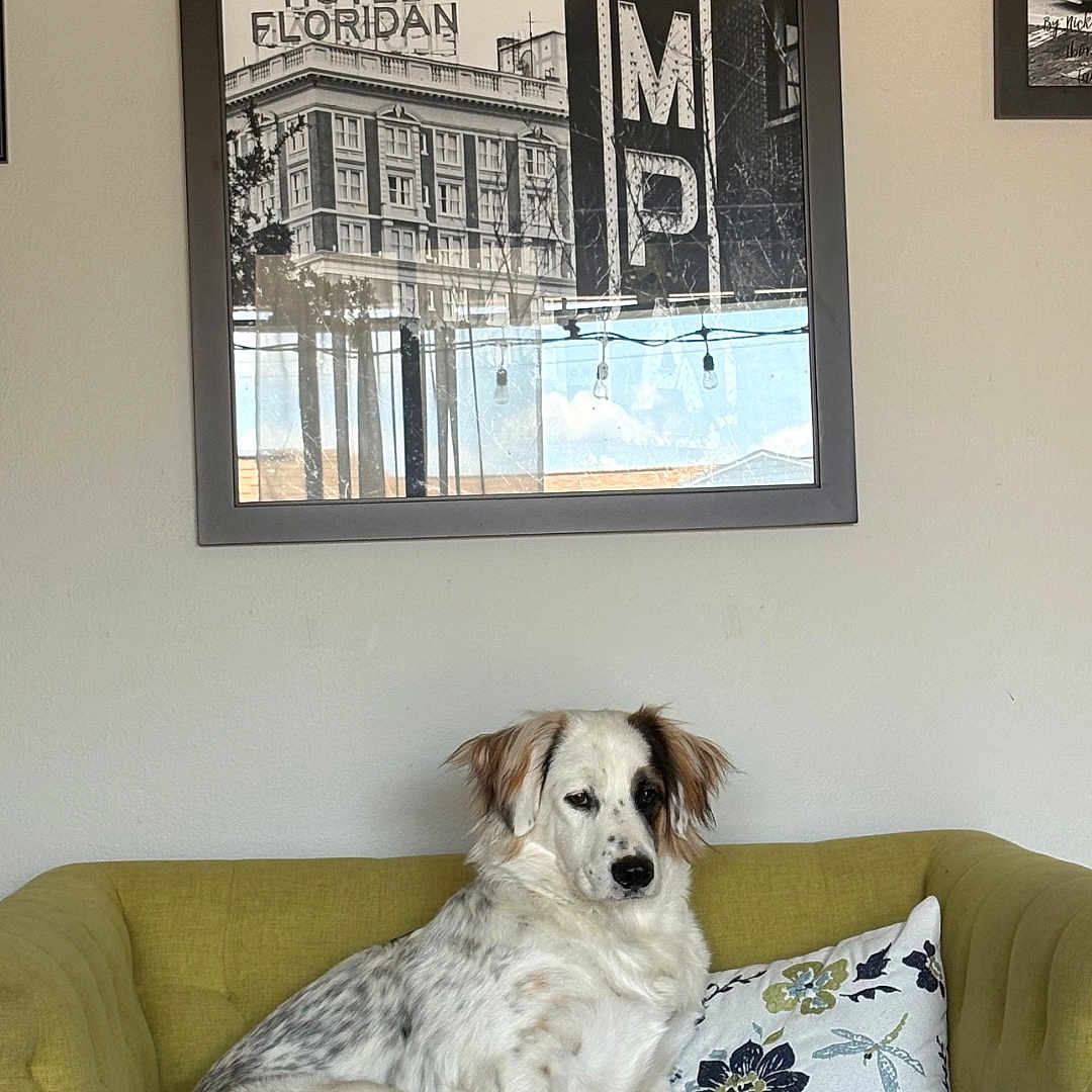 Angel joined the competition — help win amazing prizes! animal, blanket, couch, dog, floral_pillow, framed_photo, furniture, home_interior, hotel_floridan, indoor, lamp_sign, living_room, pet, pillow, relaxed, seated, spotted_dog, vintage_sign, wall_art, white_dog