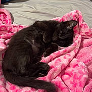 Bruce joined the competition — help win amazing prizes! black_cat, kitten, sleeping, pink_blanket, cozy, indoor, pet, fur, cute, resting, soft_texture, animal, domestic_cat, bed, relaxation, comfort, feline, nap, warm, blanket