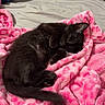 black_cat, kitten, sleeping, pink_blanket, cozy, indoor, pet, fur, cute, resting, soft_texture, animal, domestic_cat, bed, relaxation, comfort, feline, nap, warm, blanket